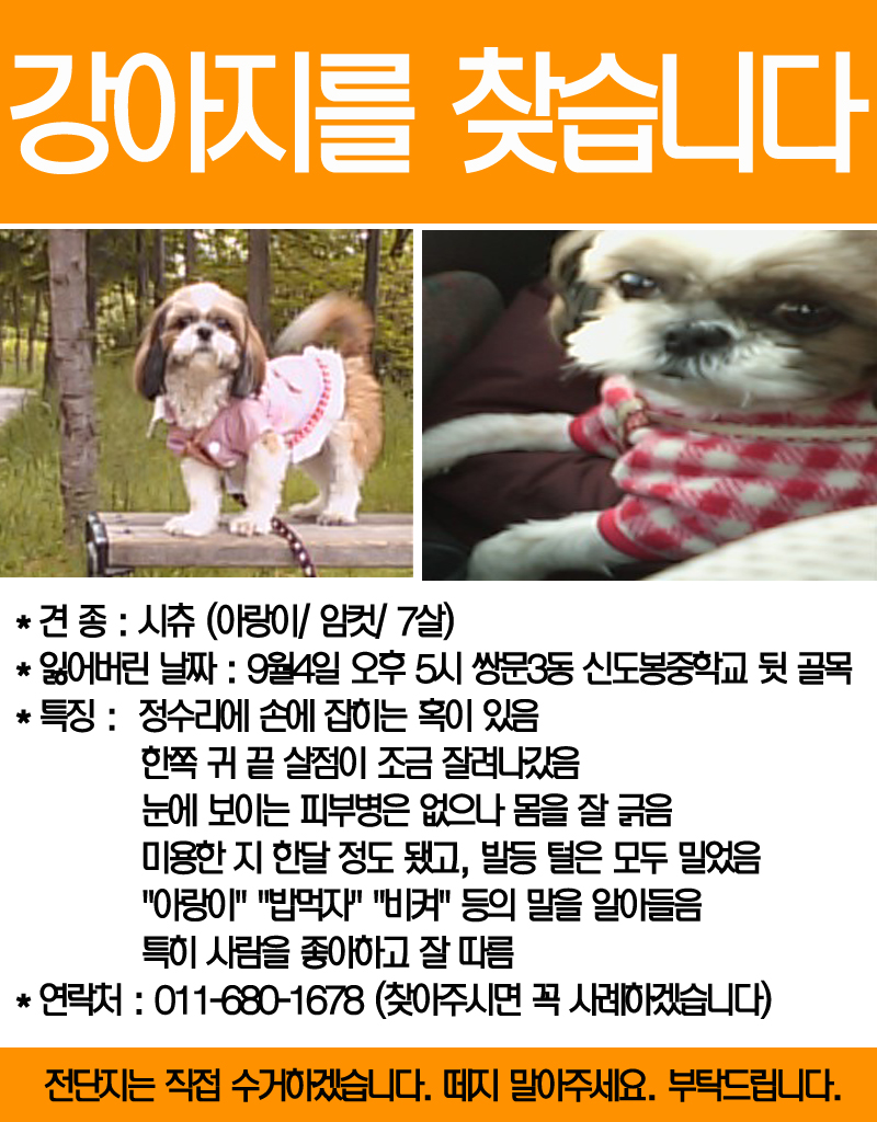 쌍문동/ 시츄 여아 찾습니다!!!