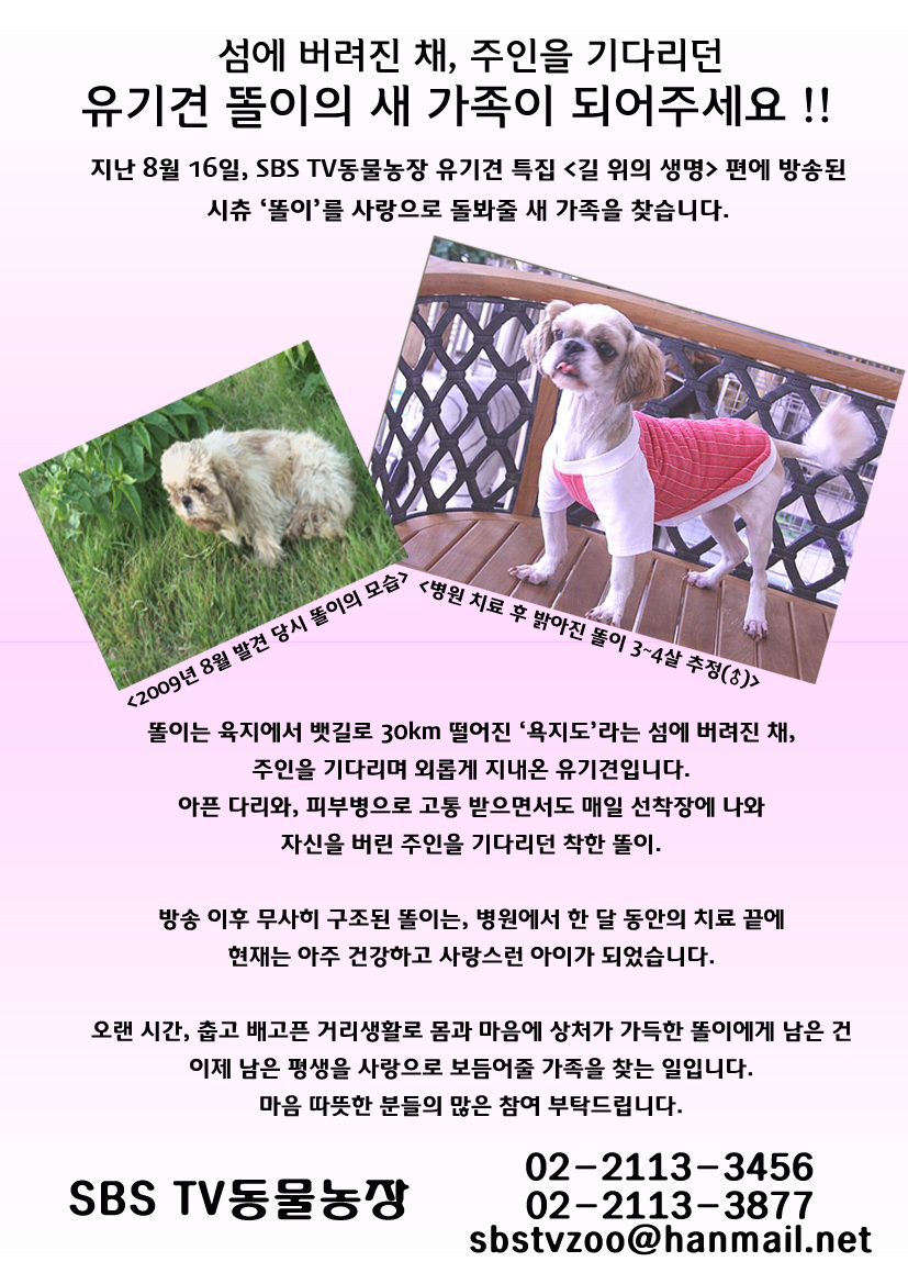 [SBS TV동물농장] 섬에 버려진 유기견 똘이의 새 가족을 찾습니다