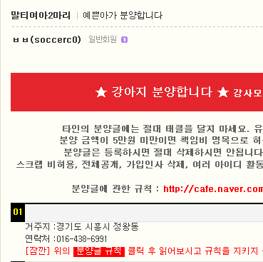 도와주세요. 말티 강아지가 주인 잘못 만나 곧 버려질 거 같아요.