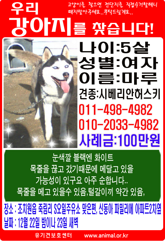 허스키를 찾습니다