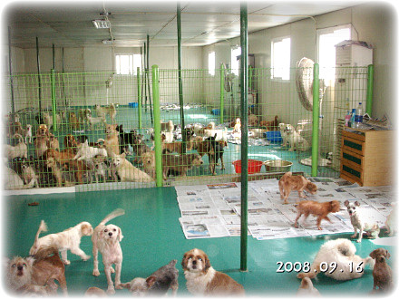 (펌)250마리 보금자리 모금청원 서명좀 부탁드립니다.