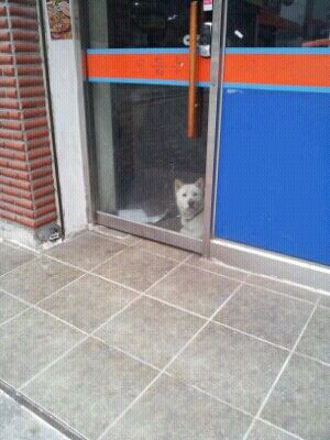 갇혀있는 진돗개...