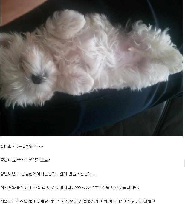 네이트판에 동물 학대글 조사 부탁드립니다