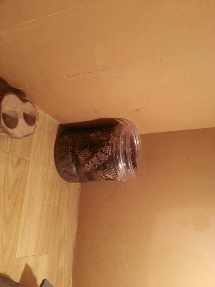 파주 헤이리 마을 사파리관의 환경을 고발합니다.