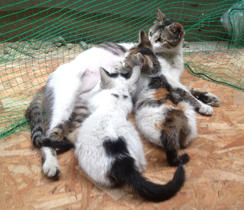 길고양이 가족... 아기 길고양이는...