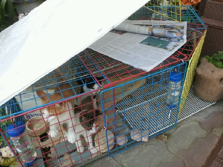 아기고양이 세마리가 학대당하고 있는 것 같습니다