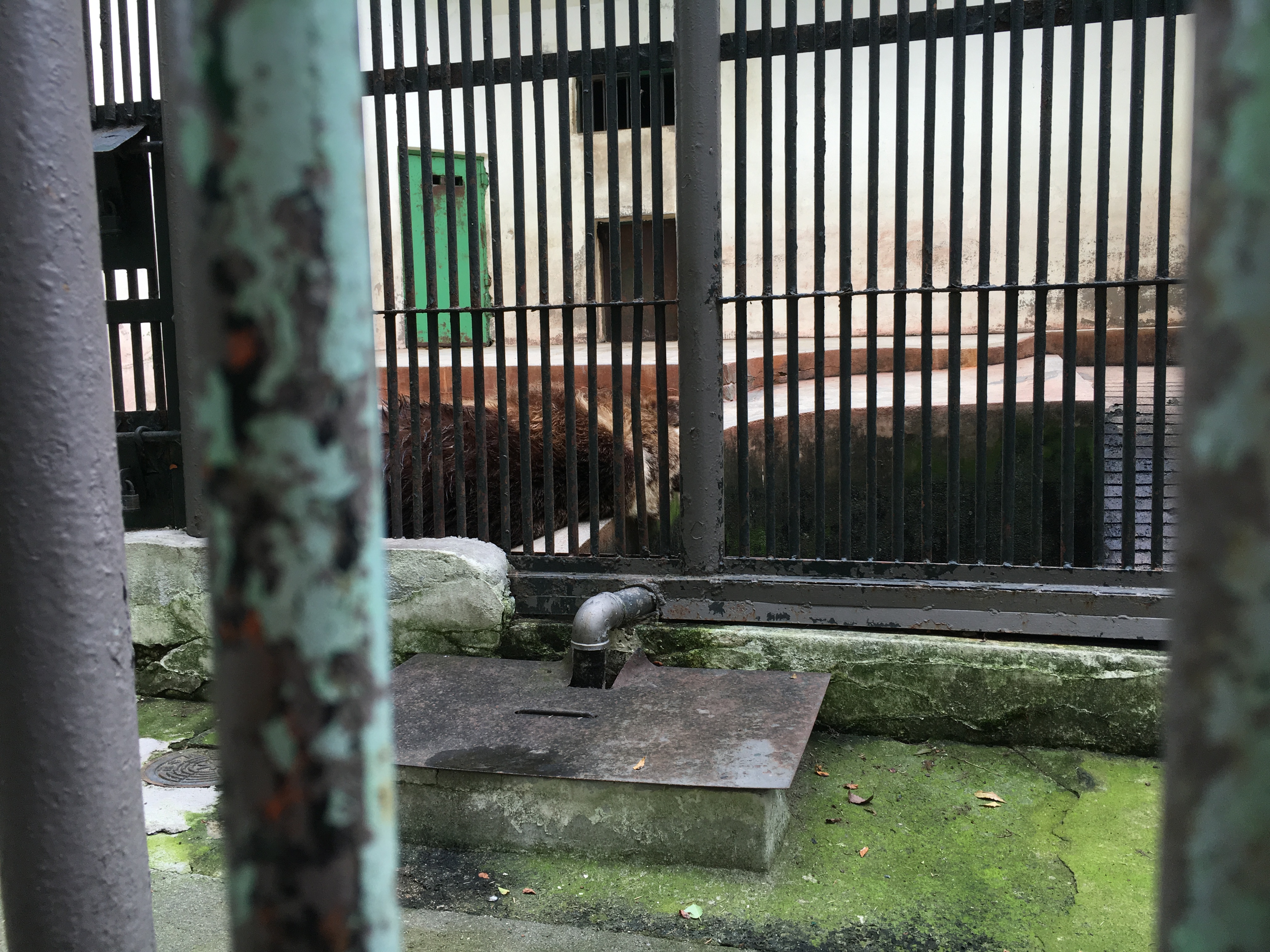 무더위와 비위생적인 환경에 고통받는 전주 드림랜드 동물원의 수많은 동물들