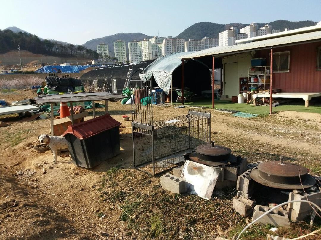 울산유기견보호센터에서 황구구조를 위해 배경사진을 직접 찍어주셨습니다