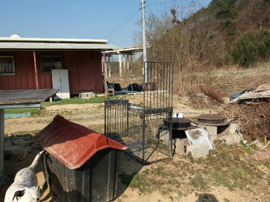 울산유기견보호센터에서 황구구조를 위해 배경사진을 직접 찍어주셨습니다