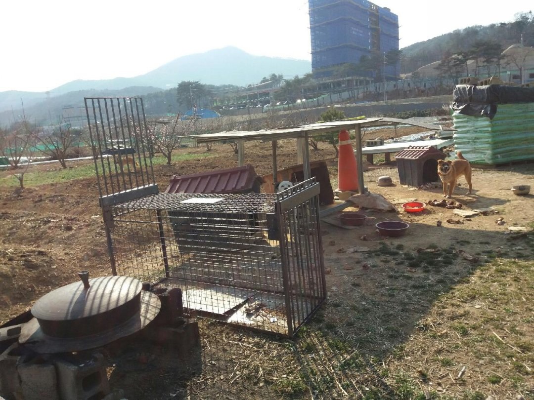 울산유기견보호센터에서 황구구조를 위해 배경사진을 직접 찍어주셨습니다