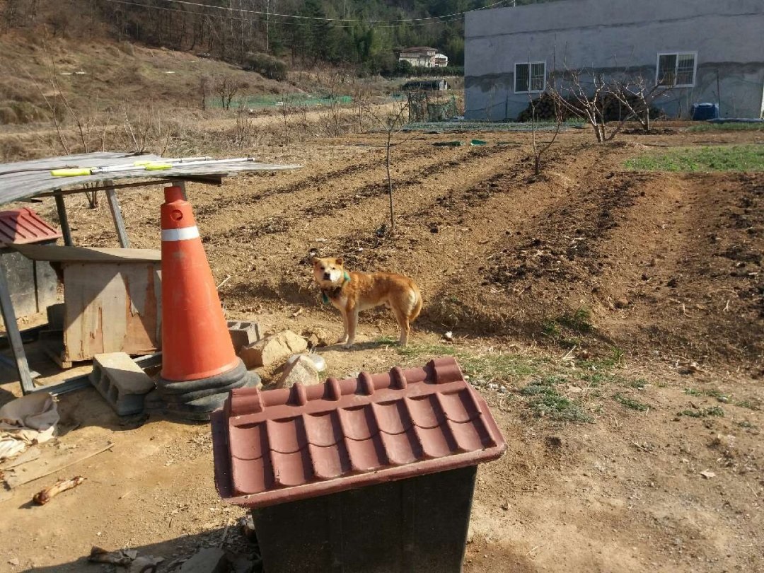 울산유기견보호센터에서 황구구조를 위해 배경사진을 직접 찍어주셨습니다