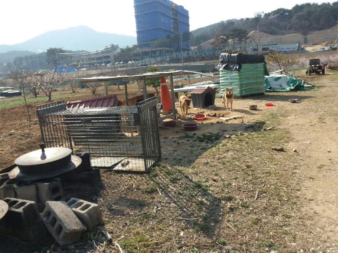 울산유기견보호센터에서 황구구조를 위해 배경사진을 직접 찍어주셨습니다