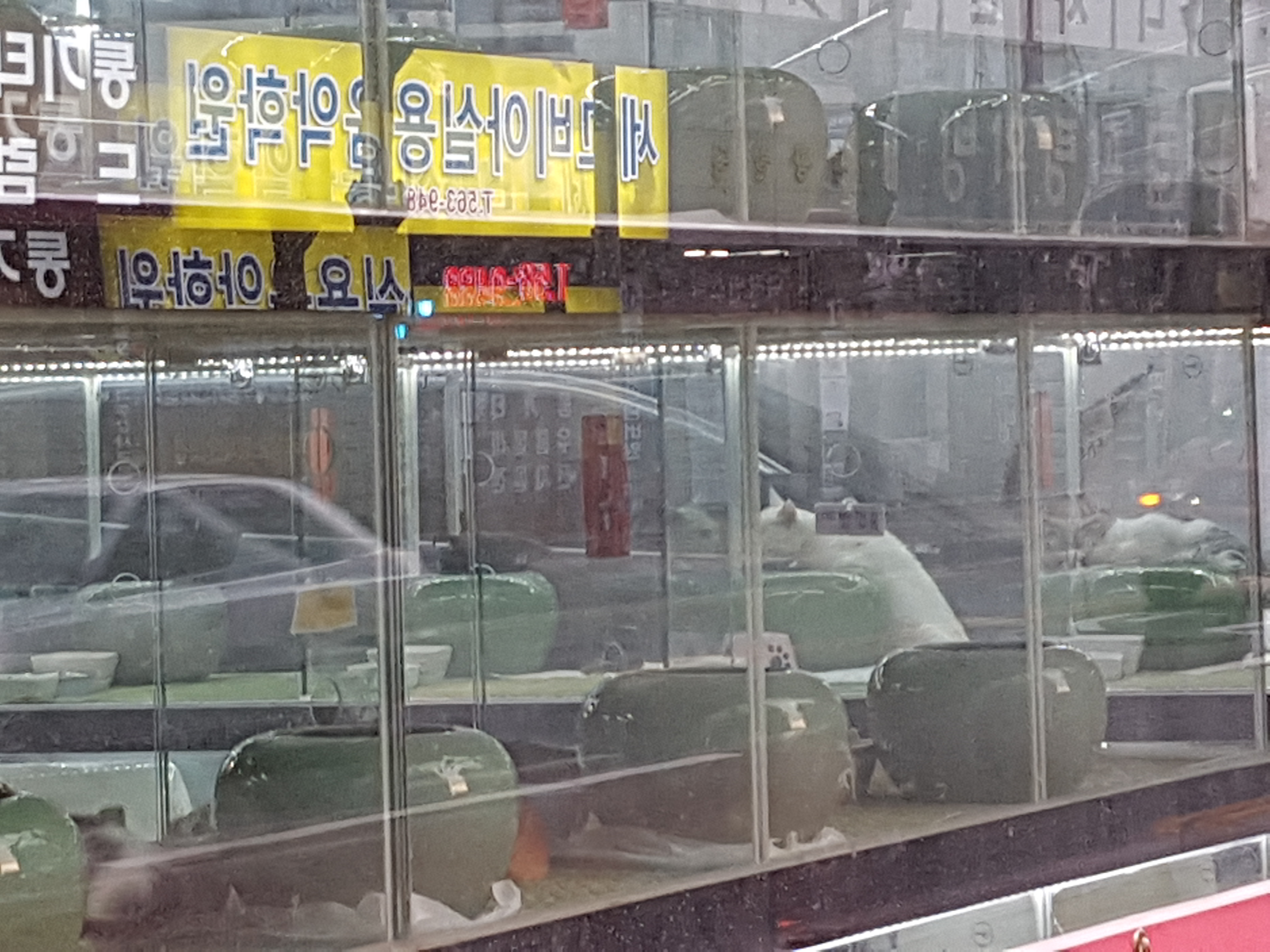 천안 시외버스터미널 근처 애견애묘골목 위생수준이 심각합니다