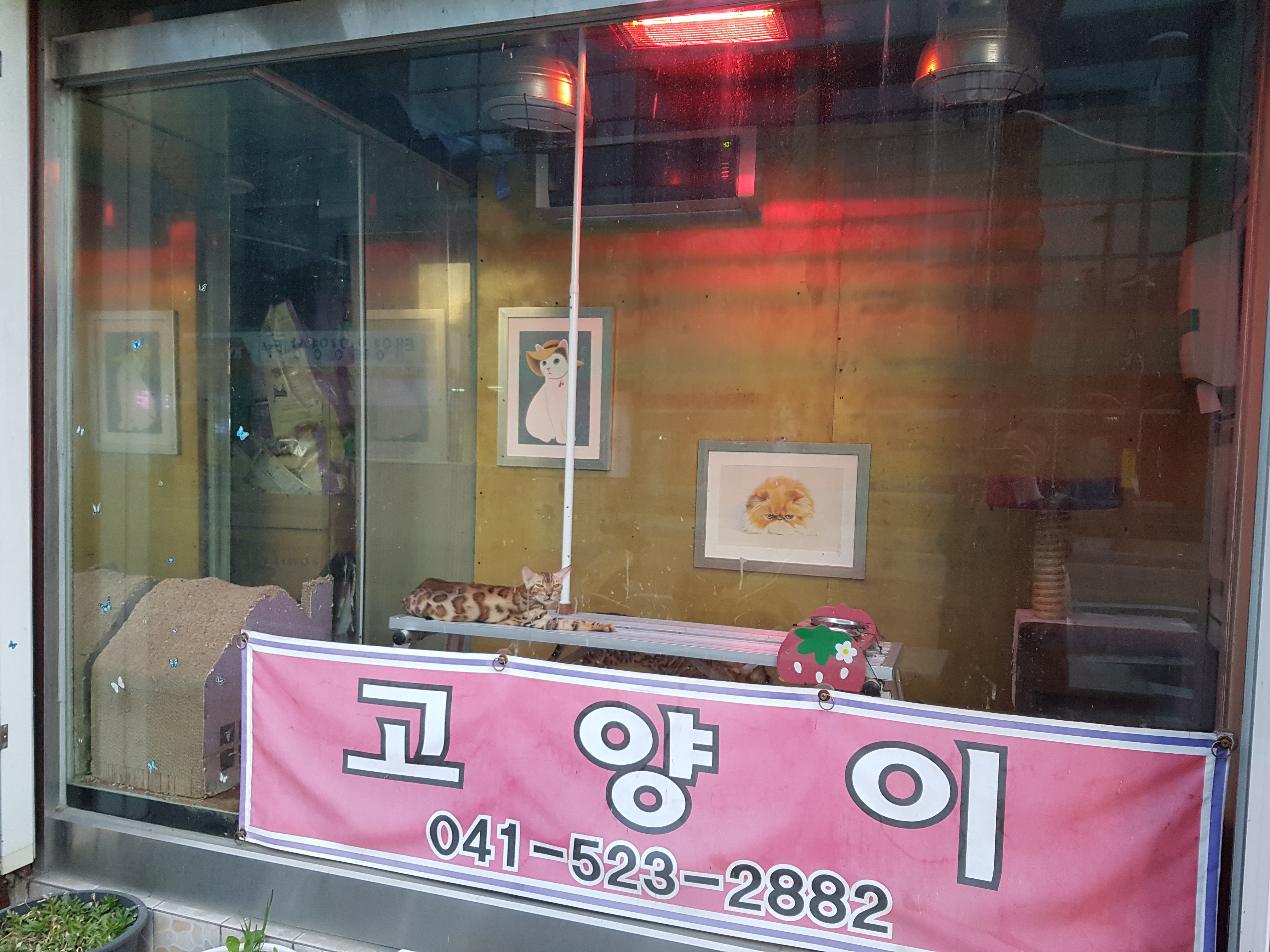 천안 시외버스터미널 근처 애견애묘골목 위생수준이 심각합니다