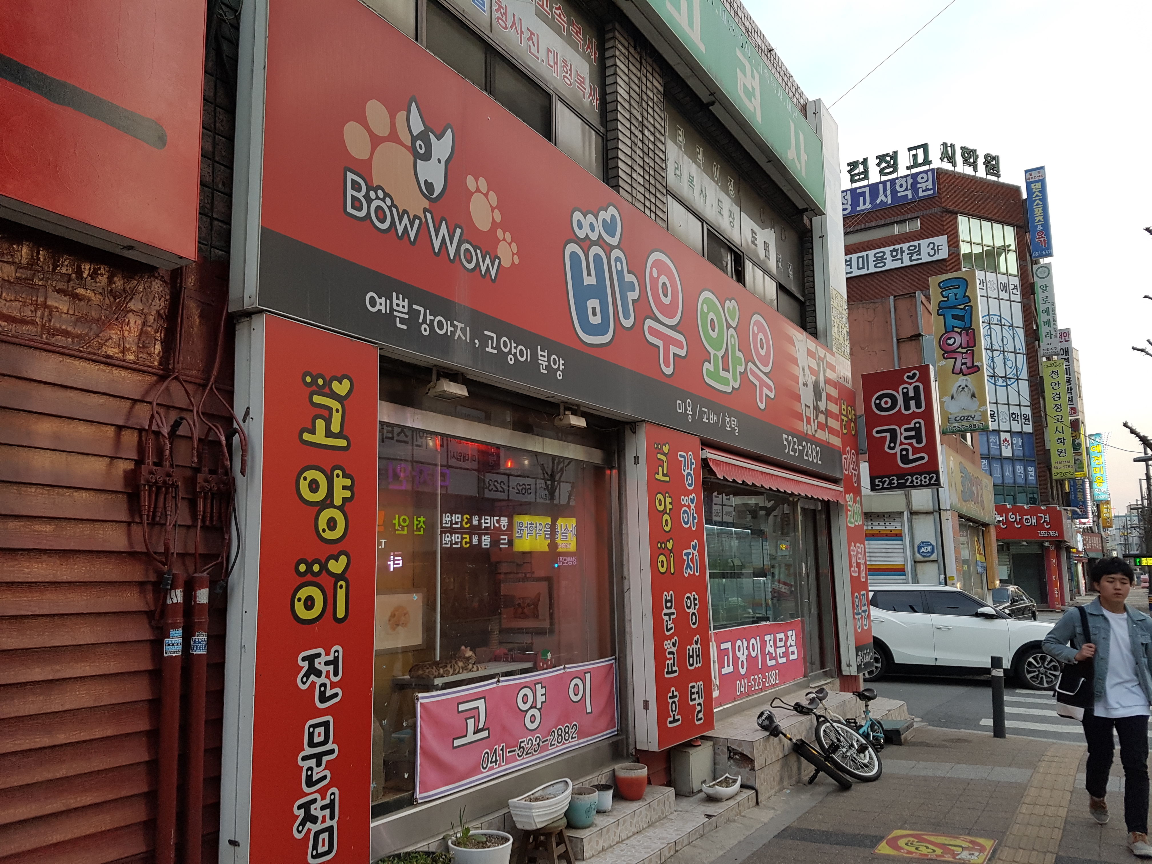 천안 시외버스터미널 근처 애견애묘골목 위생수준이 심각합니다