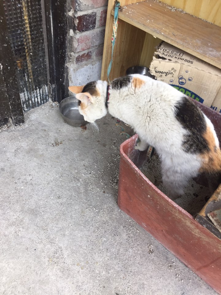 고양이 배에 구멍이났고, 고름이 흘러내립니다.