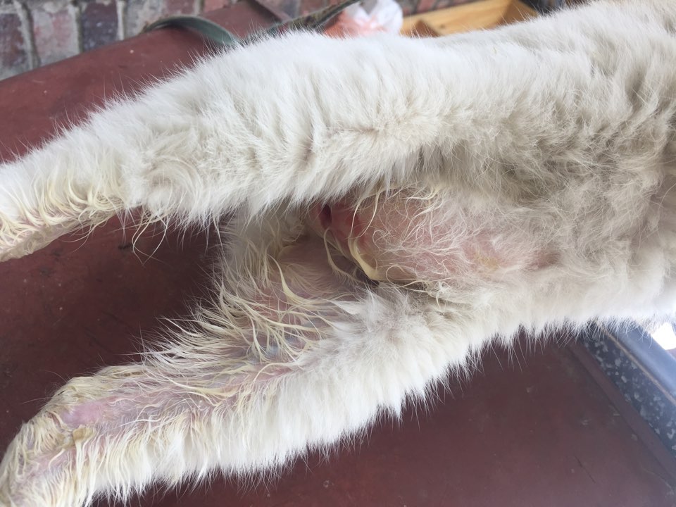 고양이 배에 구멍이났고, 고름이 흘러내립니다.