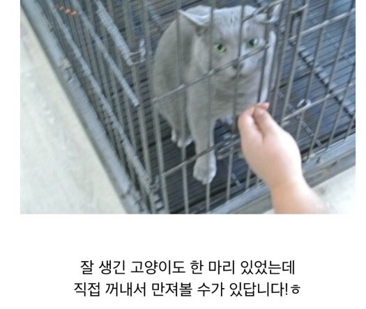 미니 동물원 고양이 