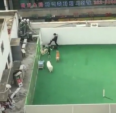부천하이독스쿨 학대