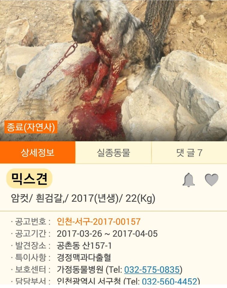 인천 서구 공천동 산157-1 피흘리는 개 이외 두마리
