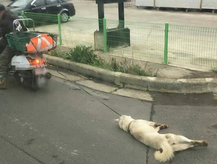 제주도 학대견 살려주세요