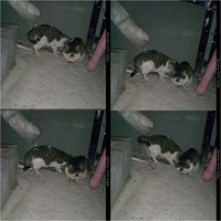 아픈 엄마 고양이를 제발..살려주세요