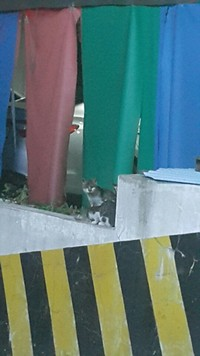 아픈 엄마 고양이를 제발..살려주세요
