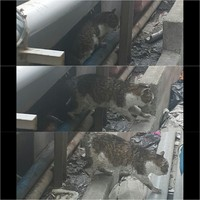 아픈 엄마 고양이를 제발..살려주세요
