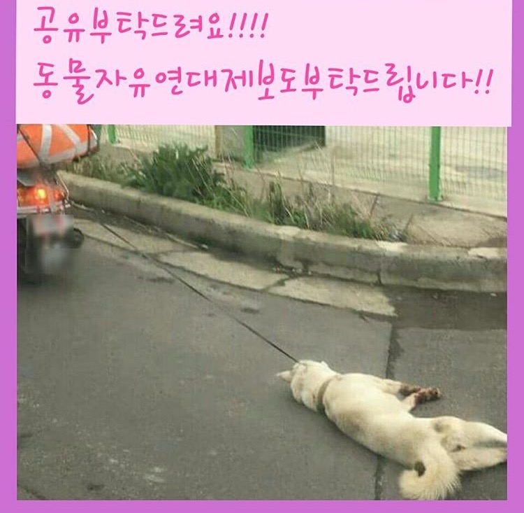 제주악마오토바이 학대견을 도와주세요!!!