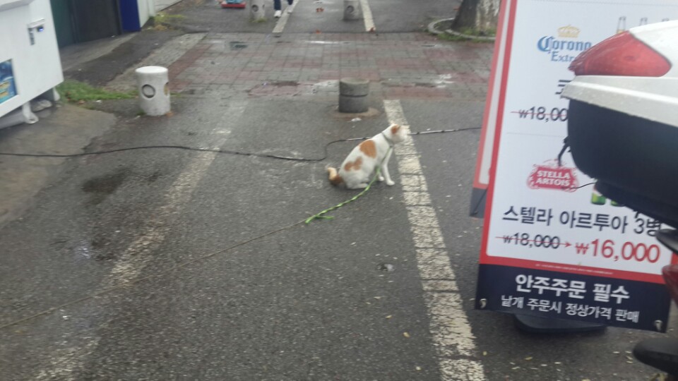 고양이를 비오는 날 밖에 묶어 놓았어요.