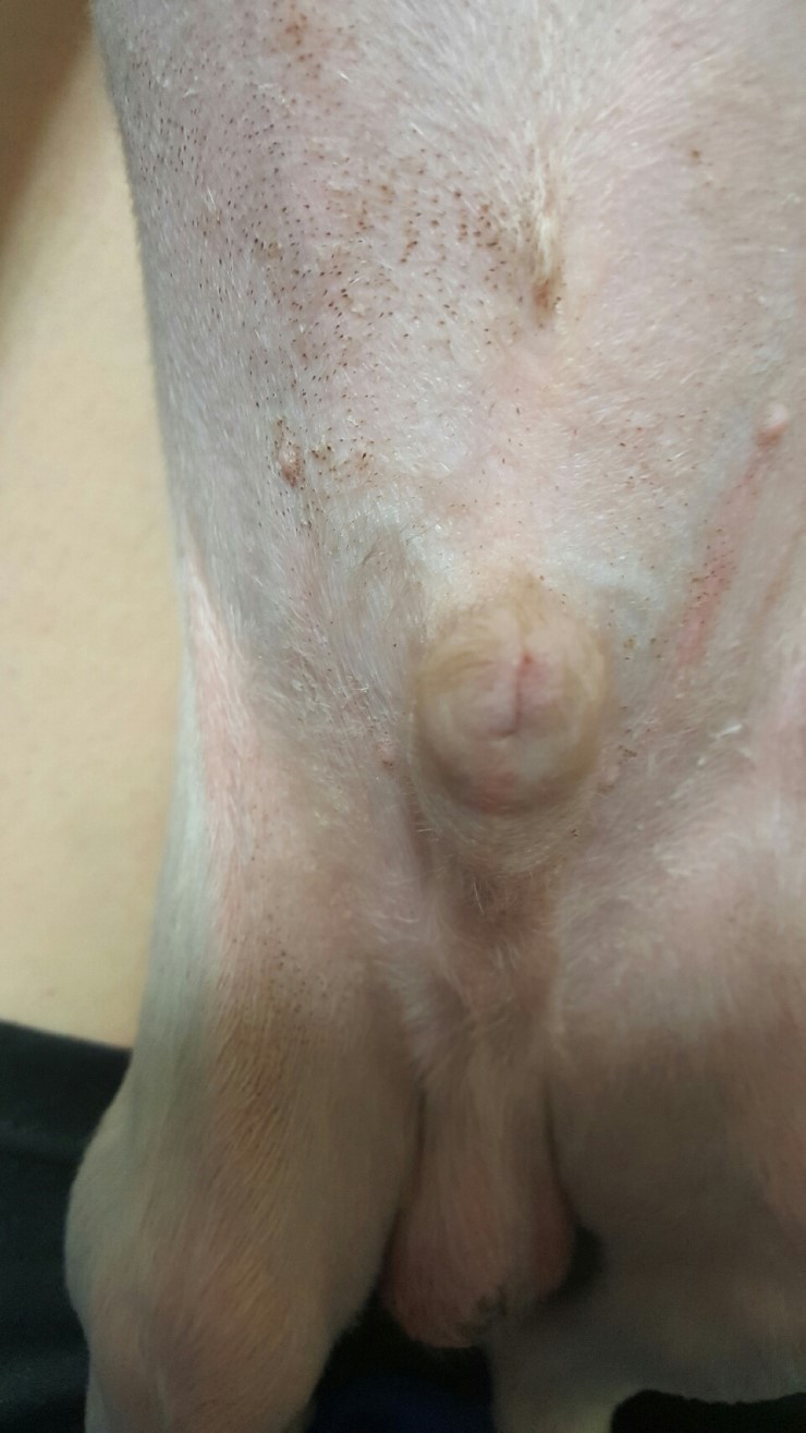 펫시터 방치 .