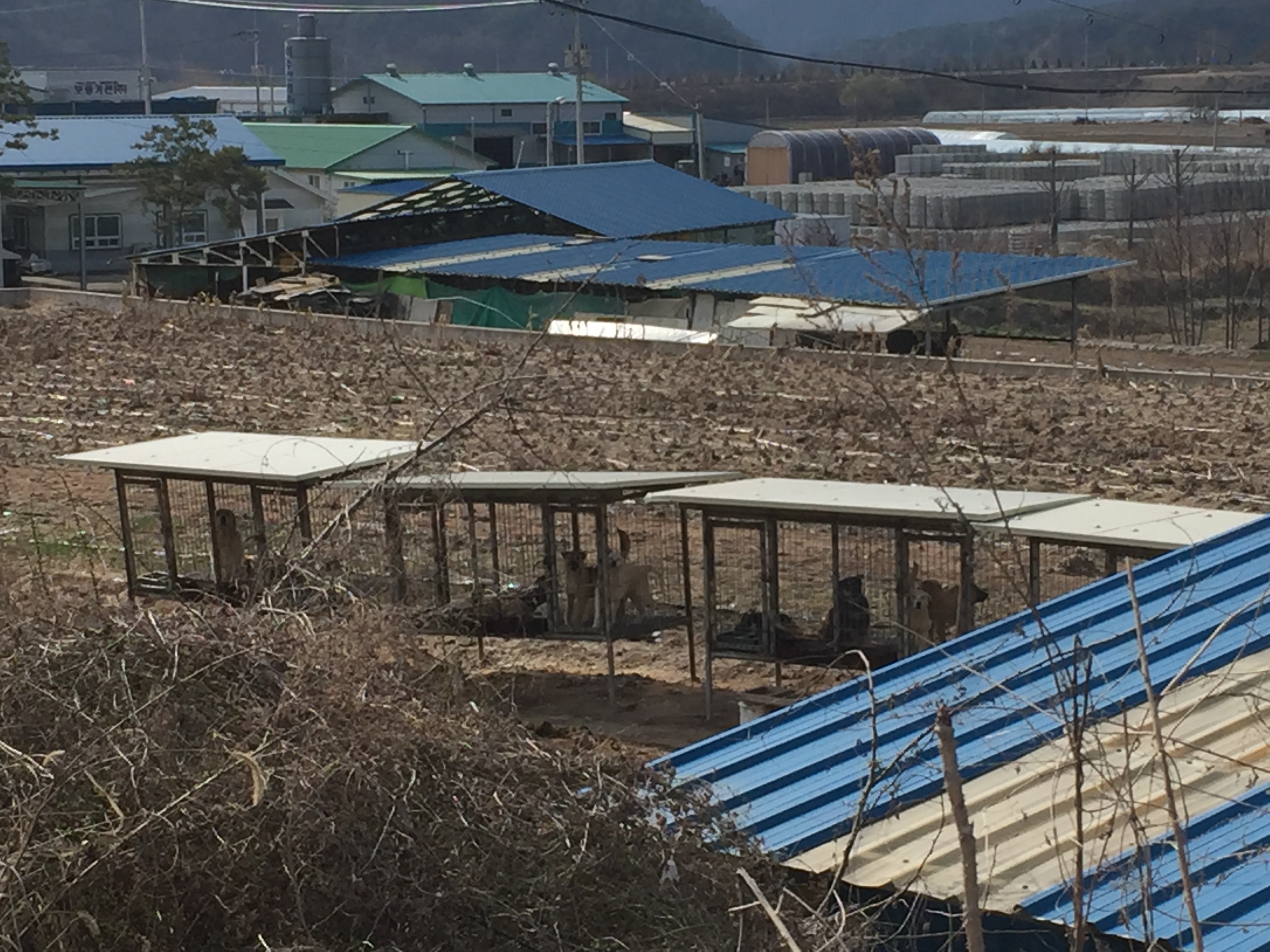 철창안에 개들을 도와주고싶어요