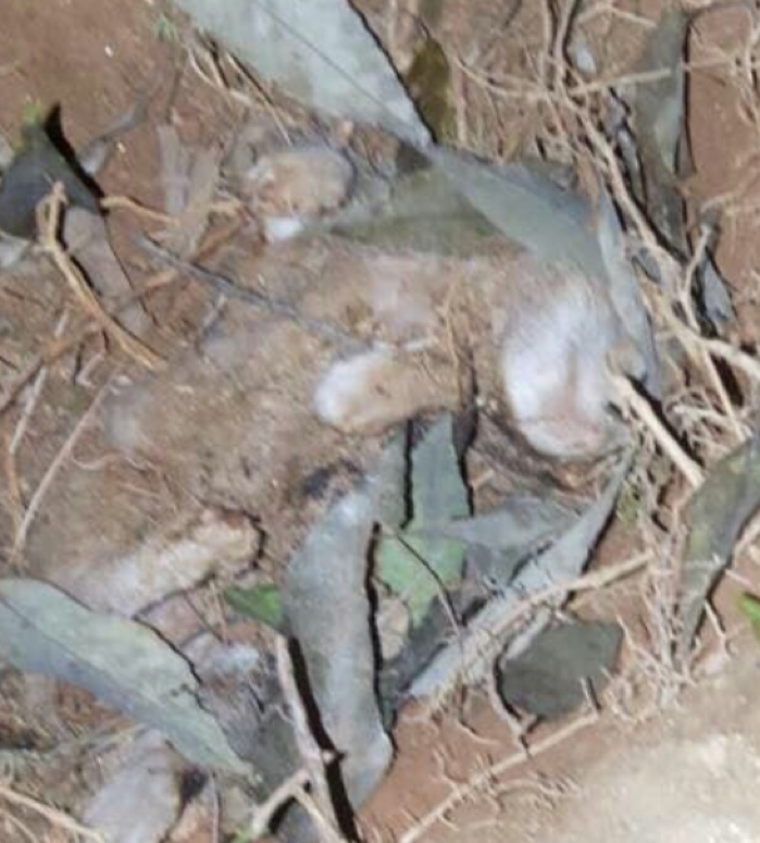 전남 광영동 산채로새끼고양이 불태워죽인사건 신고합니다