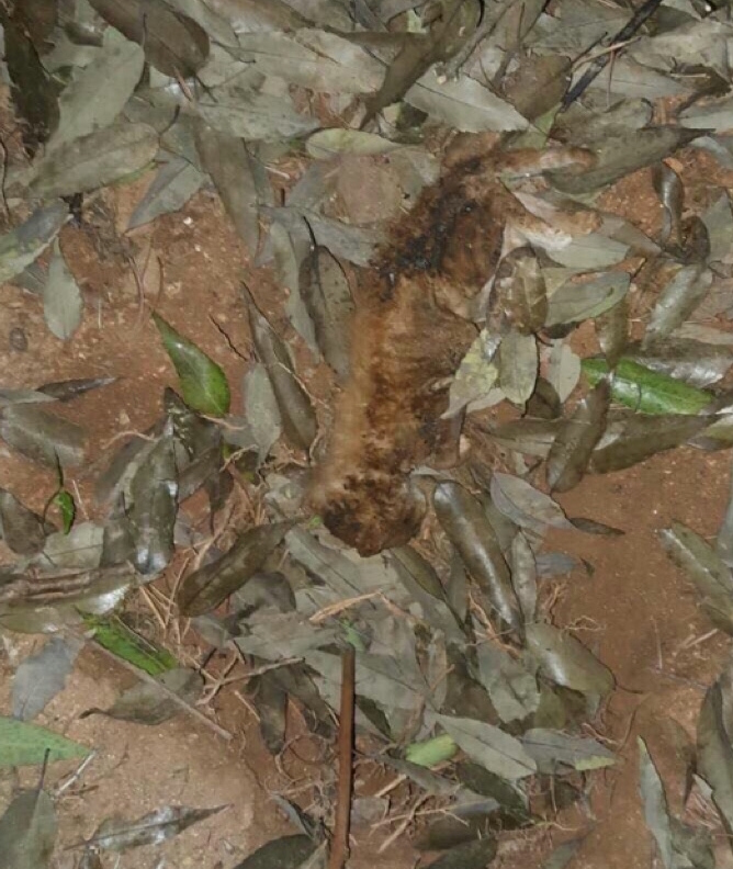 전남 광영동 산채로새끼고양이 불태워죽인사건 신고합니다