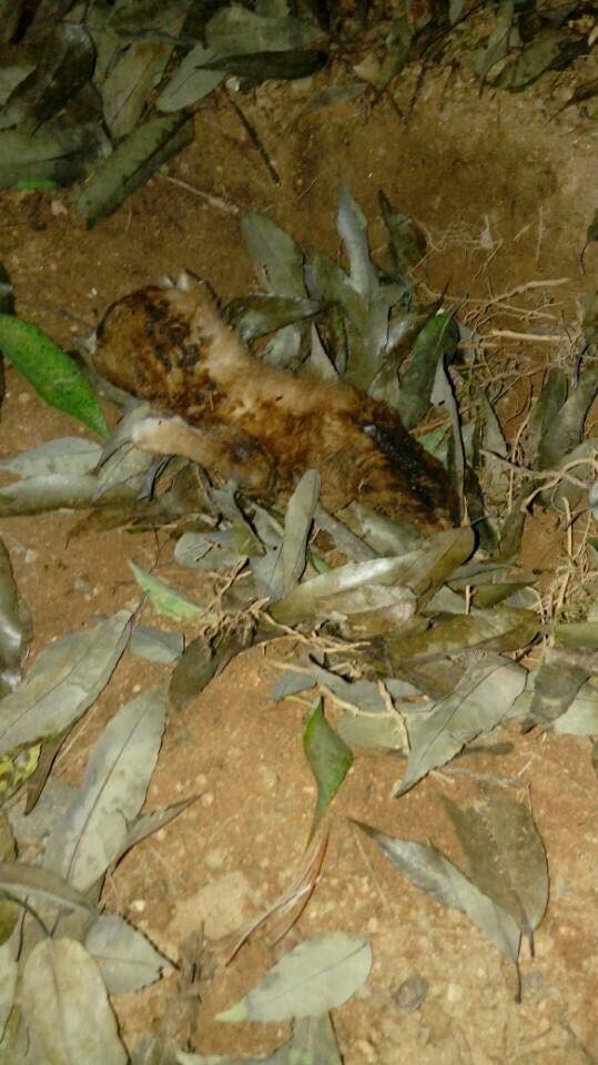 새끼고양이 불태워 죽인 학대범들 신고합니다