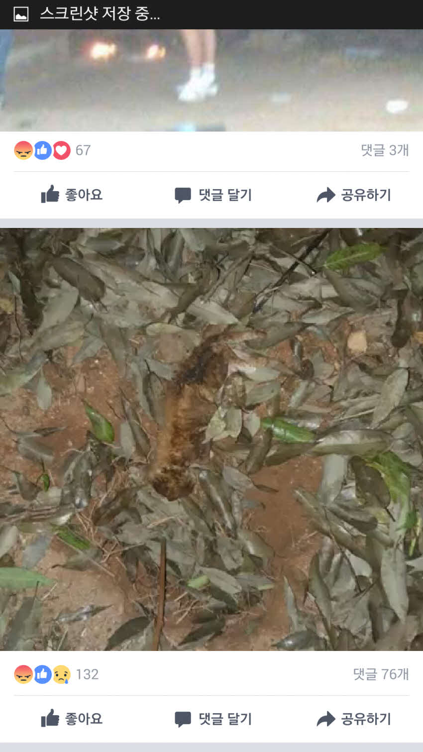 동물학대로 신고 가능할까요????