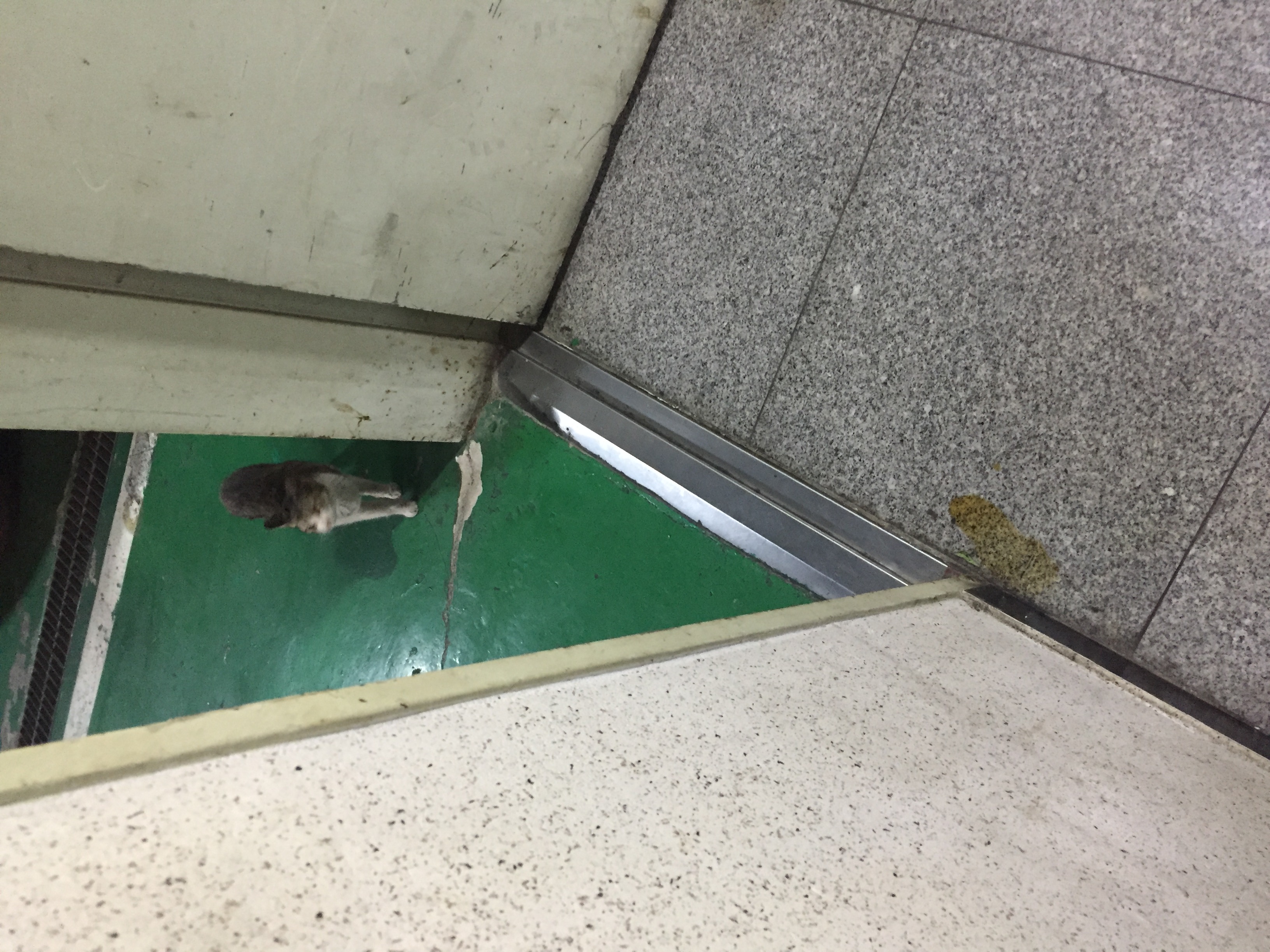 고양이 밥에 독극물을 탓어요