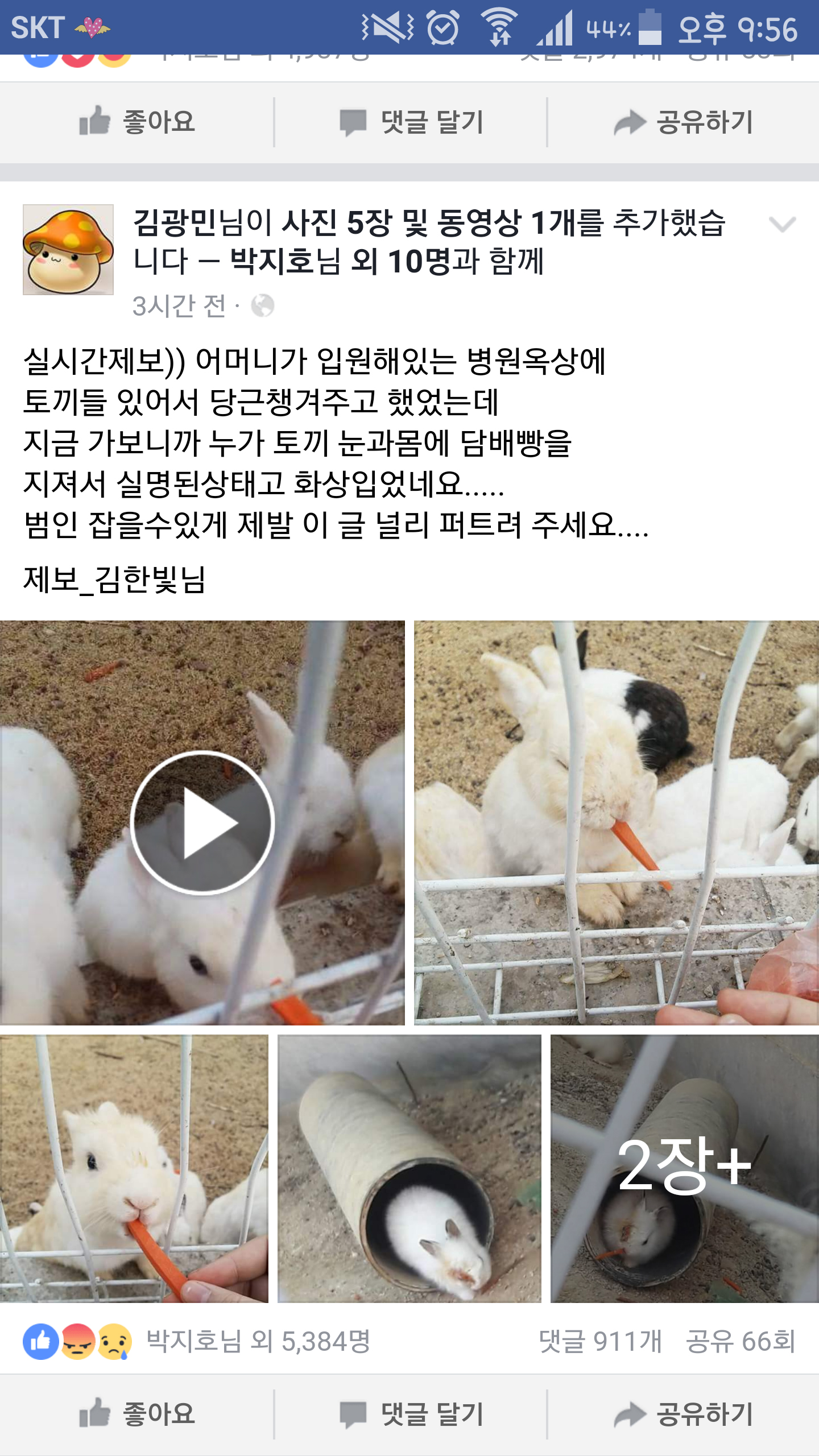 토끼눈과 몸을 담배로 지진 학대범을 잡아주세요..