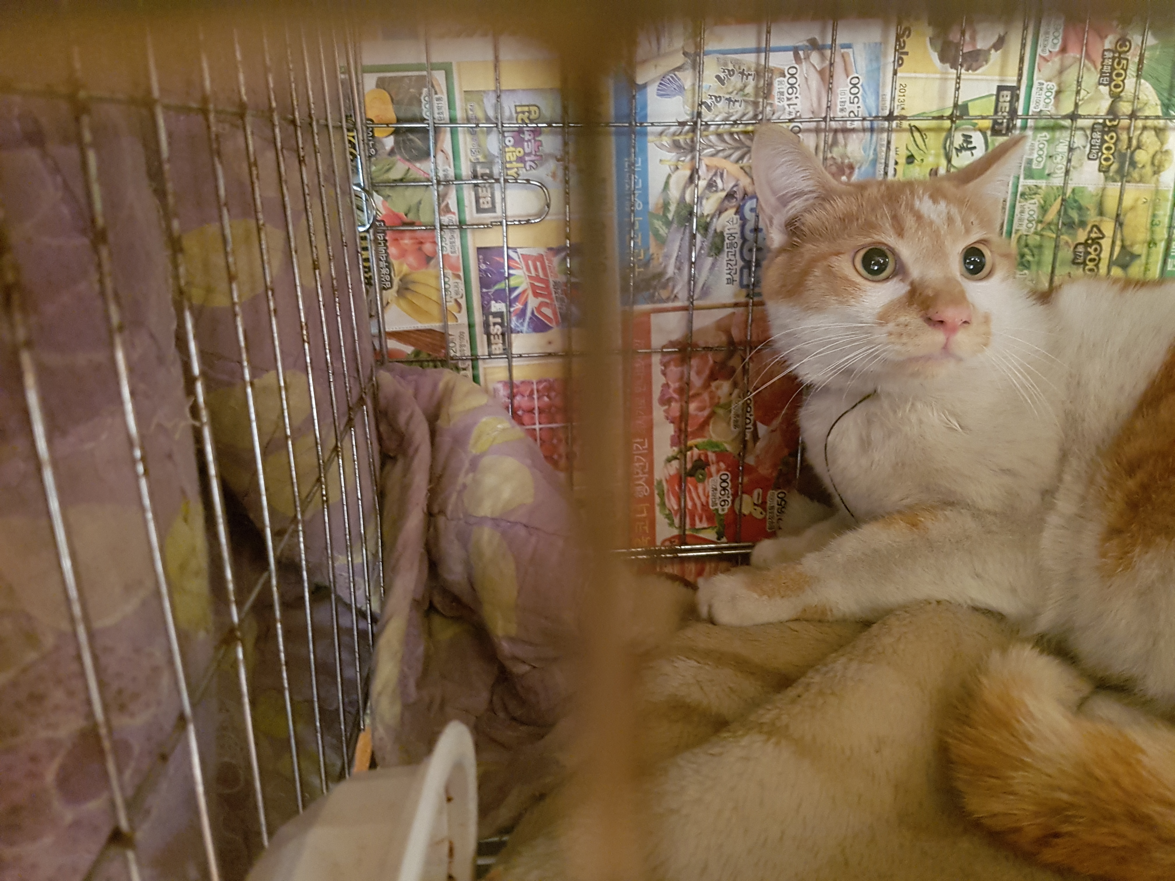 올무가 걸린 고양이