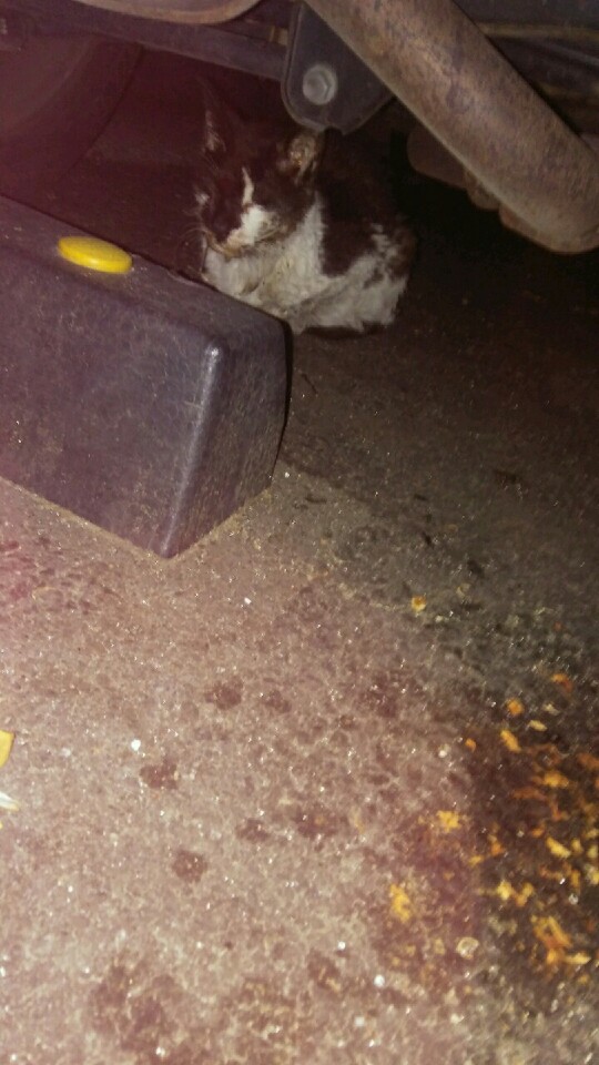 목줄에 목이 조여있는 고양이 