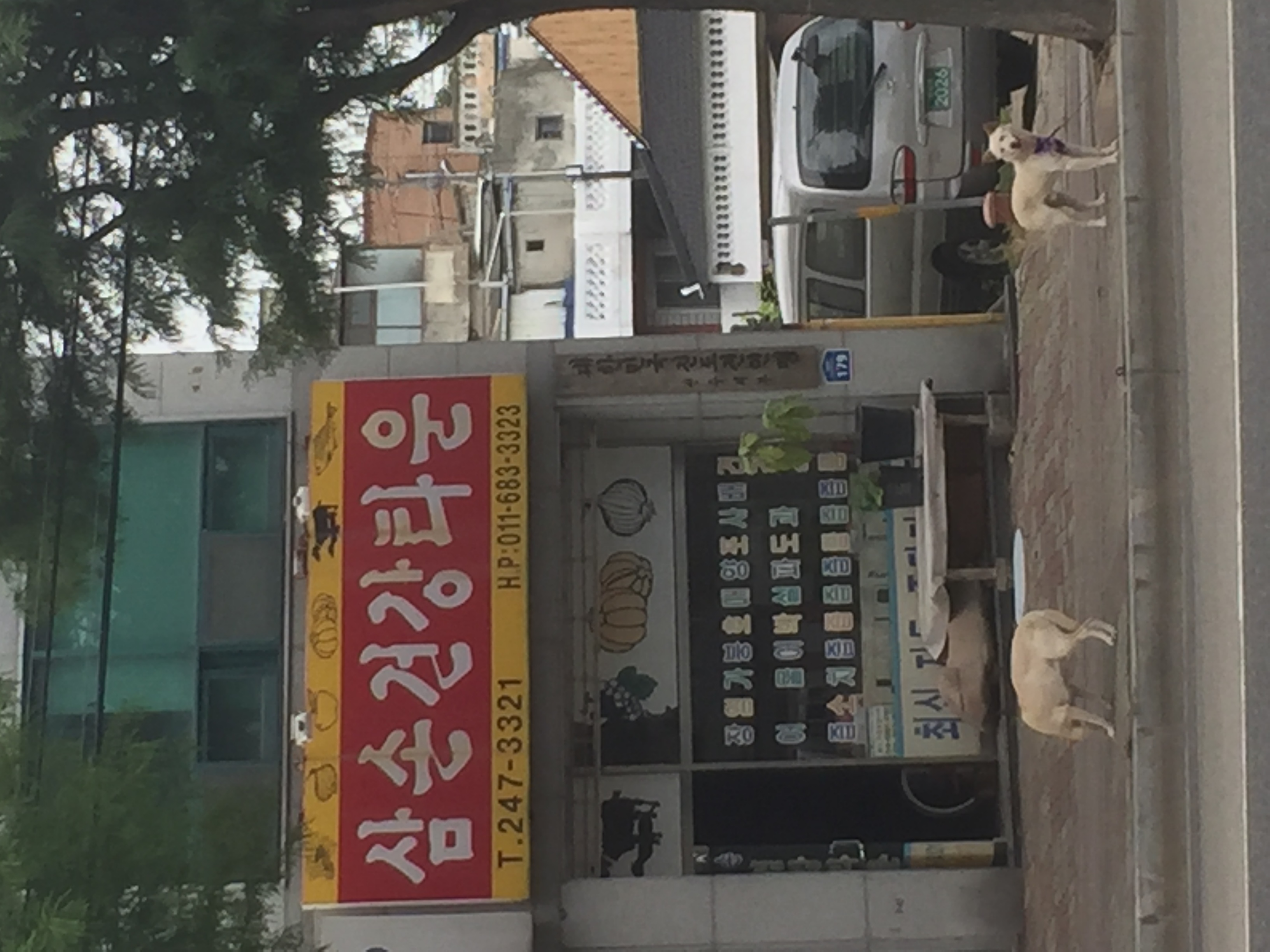 건강원 앞 강아지