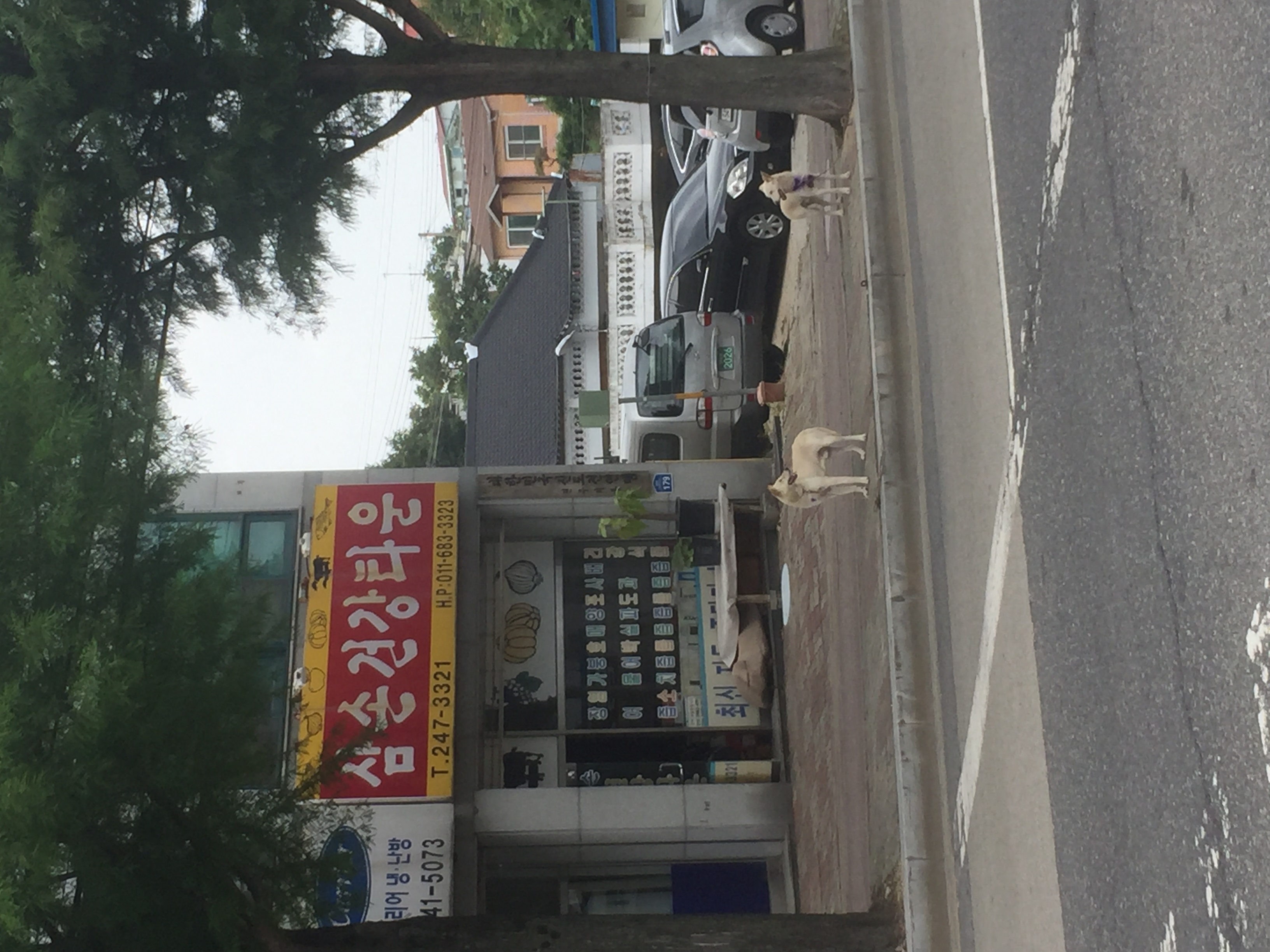 건강원 앞 강아지