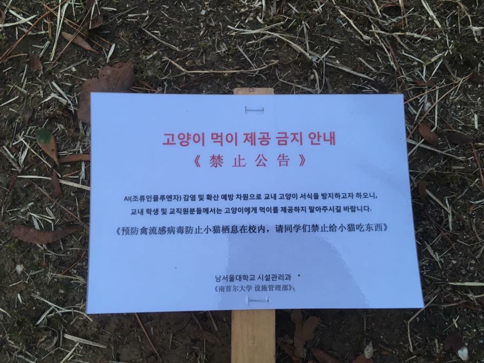 대학교에서 고양이 급식소 옆에 쥐약을 뿌리고 있습니다.