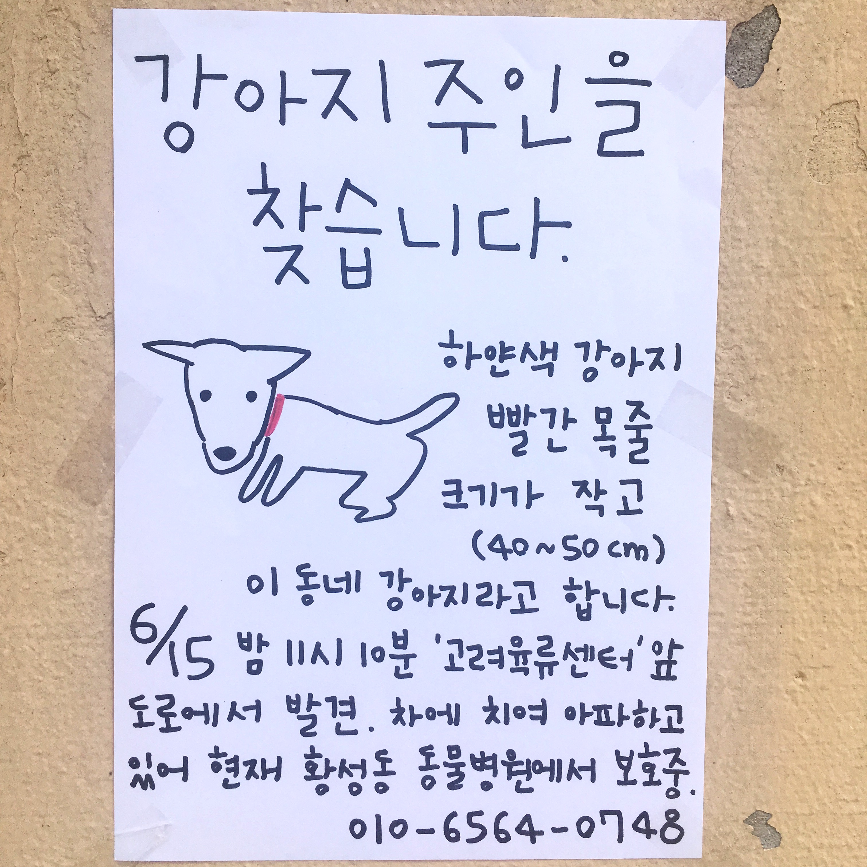 강아지가 차에 치여 아파하고 있는데 치료할 방법이 없습니다..