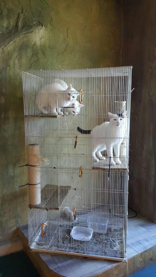 실내동물원 환경 개선 바람.고양이 케이지 학대와 방치