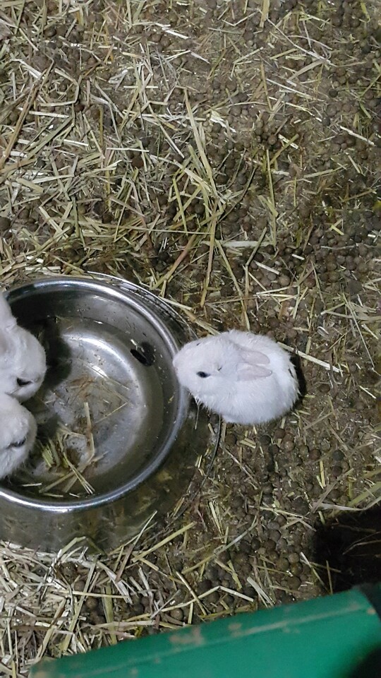 실내동물원 환경 개선 바람.고양이 케이지 학대와 방치