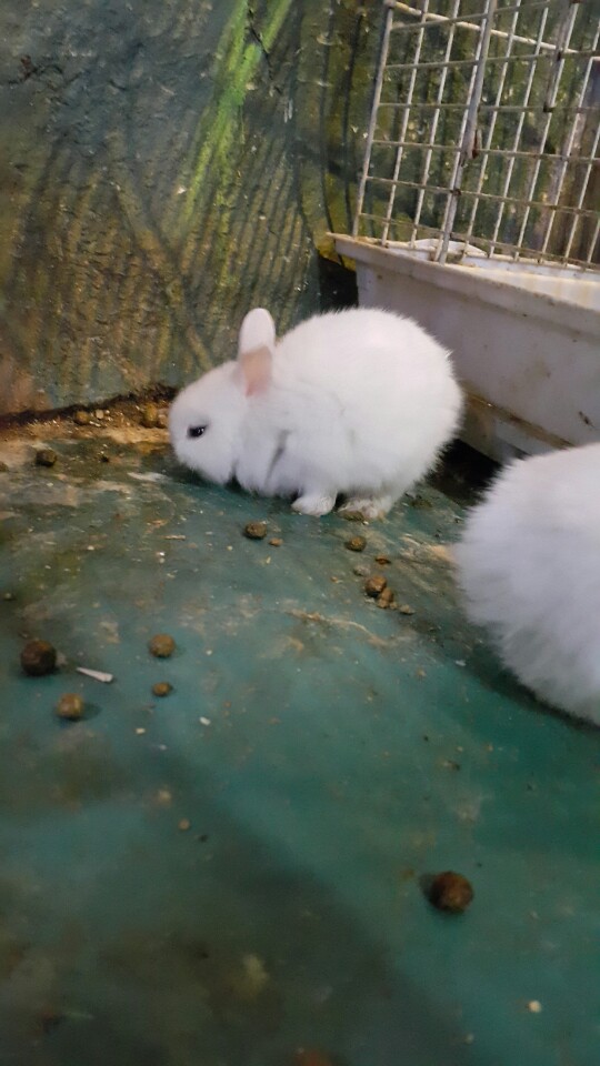 실내동물원 환경 개선 바람.고양이 케이지 학대와 방치