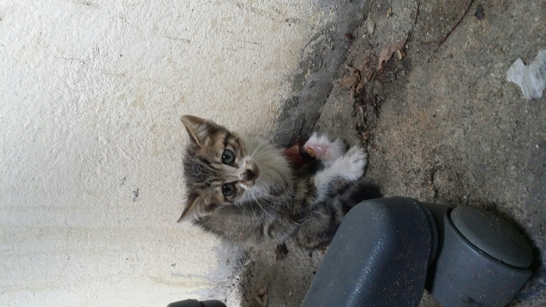 한쪽다리리가 썩어가고 있는 새끼 고양이 제발 구조 부탁드려요