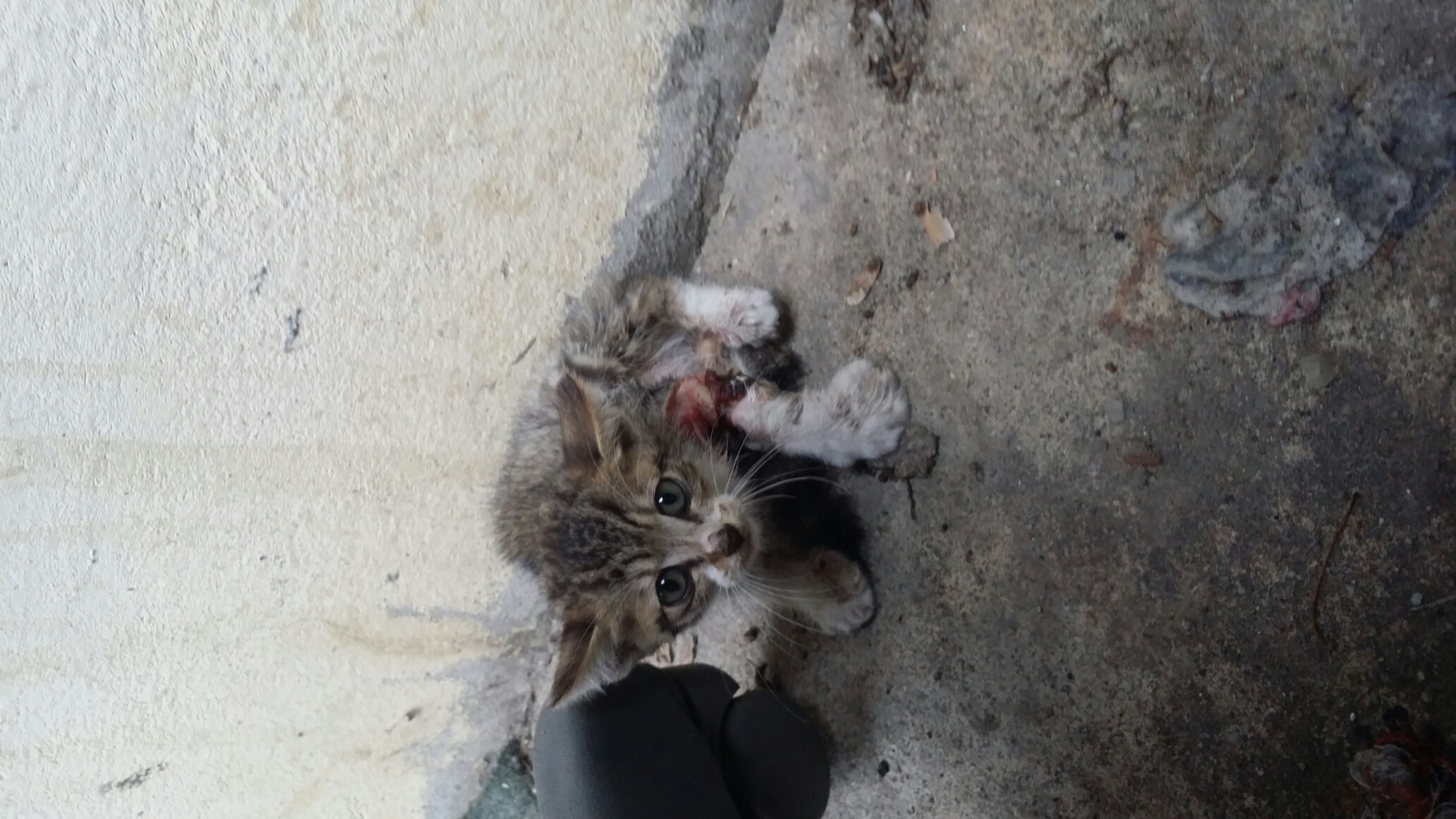 한쪽다리리가 썩어가고 있는 새끼 고양이 제발 구조 부탁드려요