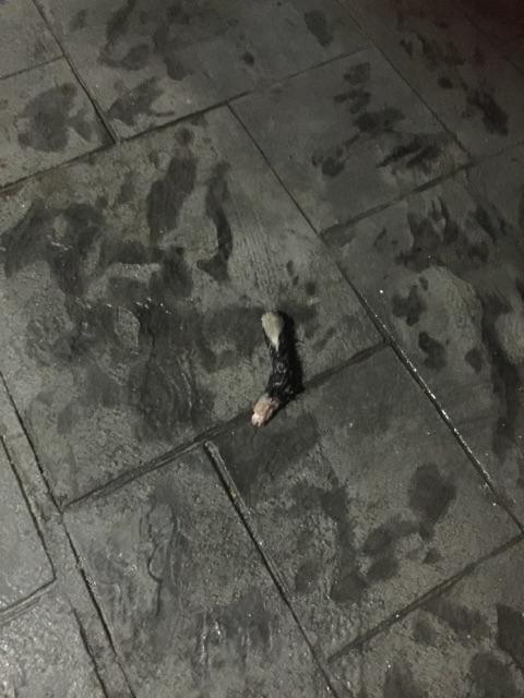 파주 고양이 연속 토막 살해 사건